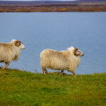 ovejas en Islandia