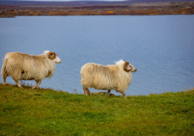 ovejas en Islandia