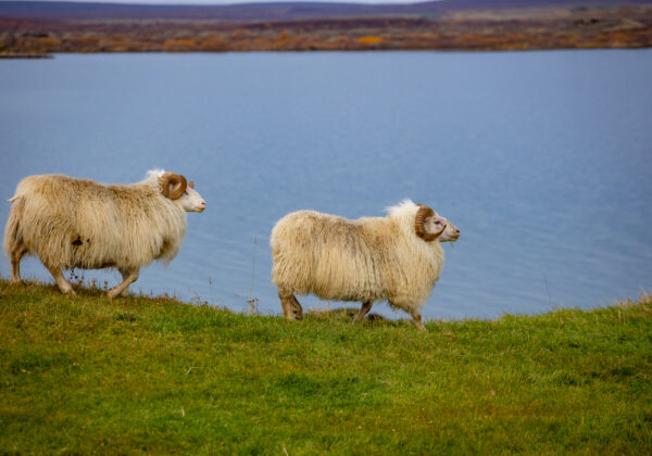 ovejas en Islandia