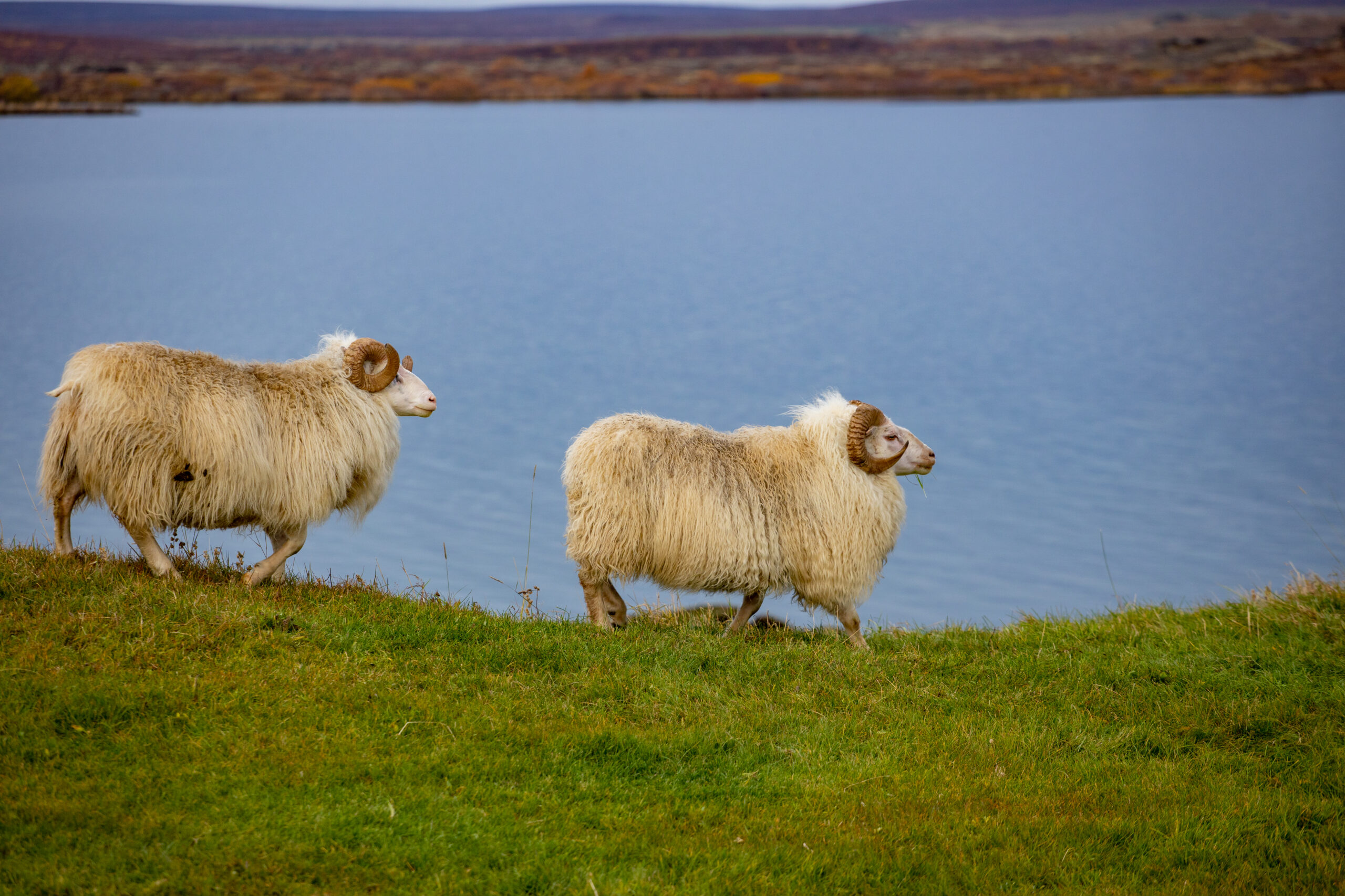 ovejas en Islandia